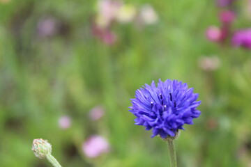 Wildflowers and grasses in a summer meadow