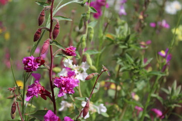 summer flowers and grass in the meadow	
