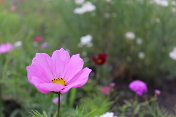 pink flowers in the garden