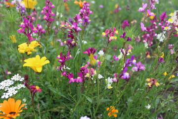 summer flowers and grass in the meadow	
