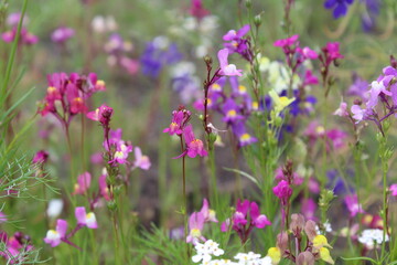  floral summer meadow with flowers. natural background of color flowers and herbs