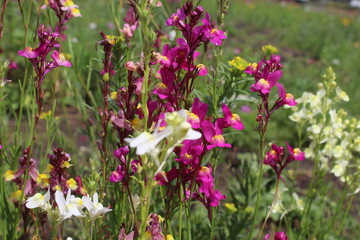summer flowers and grass in the meadow	
