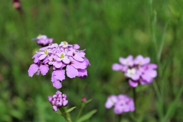 summer flowers and grass in the meadow	
