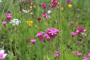 Fototapeta premium pink flowers in the meadow, floral summer meadow with flowers. natural background of color flowers and herbs