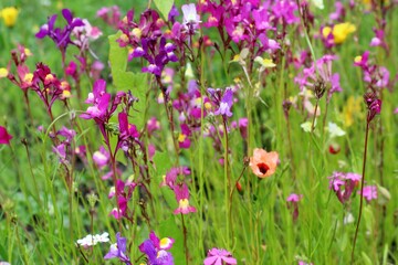 summer flowers in the meadow