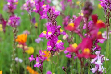 summer flowers and grass in the meadow	

