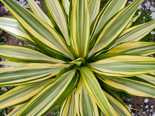 Variegated yucca plant foliage detail