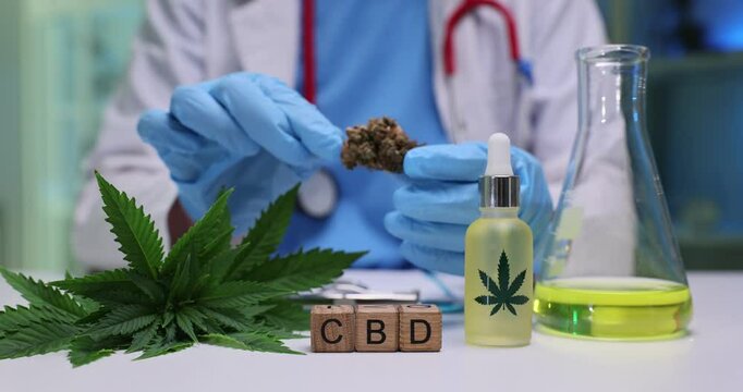A qualified medical professional diligently examines cannabis in relation to ongoing CBD research and its applications