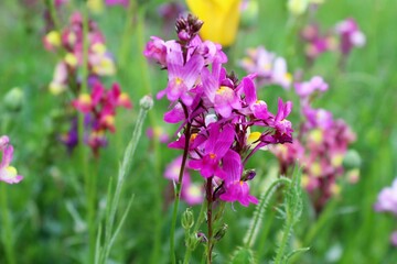 Fototapeta premium summer flowers in the meadow