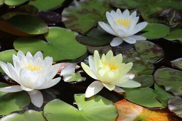 white and yellow Water-lily