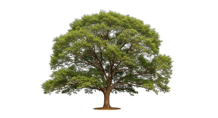 Lush Green Tree Isolated On Black