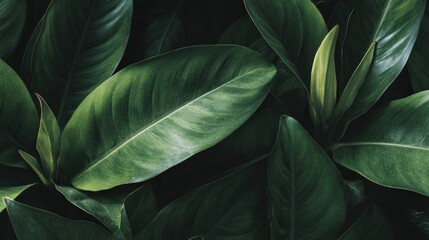 Lush green leaves close-up