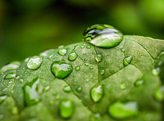 Beautiful large drop morning dew in nature, Drops of clean transparent water on leaves. Sun glare...