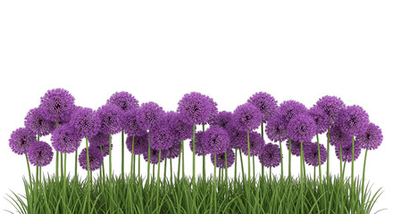 Purple Allium Flowers In Grass Border