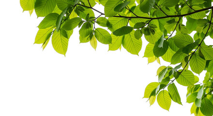 Bright Green Leaves On Black Background