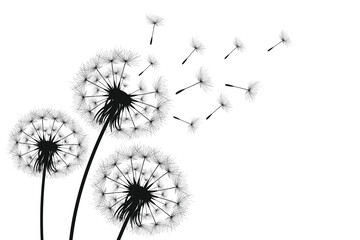 Vector illustration dandelion time. Black Dandelion seeds blowing in the wind. The wind inflates a dandelion isolated on a white background.