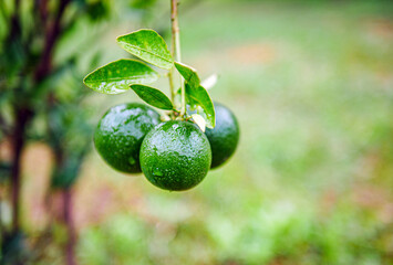 Green Tangerine orange garden with green oranges fruits  on tree branches. Beautiful orange trees in an orchard. Fruit trees laden with raw fruits. Juicy citrus fruits