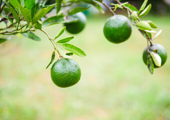Green Tangerine orange garden with green oranges fruits  on tree branches. Beautiful orange trees in an orchard. Fruit trees laden with raw fruits. Juicy citrus fruits