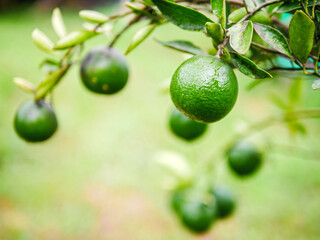 Green Tangerine orange garden with green oranges fruits  on tree branches. Beautiful orange trees in an orchard. Fruit trees laden with raw fruits. Juicy citrus fruits