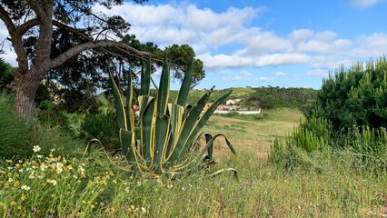 Sunlit agave stands sentinel in a whimsical meadow, exuding tranquility, echoing Earth Day vows,...