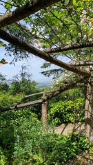 Sun-dappled pergola invites whimsical daydreams, celebrating Arbor Day under verdant boughs, evoking secret garden wanderlust and eco-sanctuary vibes