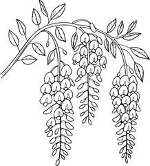 wisteria flower line drawing with leaves and hanging blossoms vector illustration