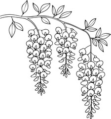 wisteria flower line drawing with leaves and hanging blossoms vector illustration