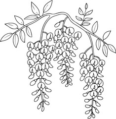 wisteria flower line drawing with leaves and hanging blossoms vector illustration