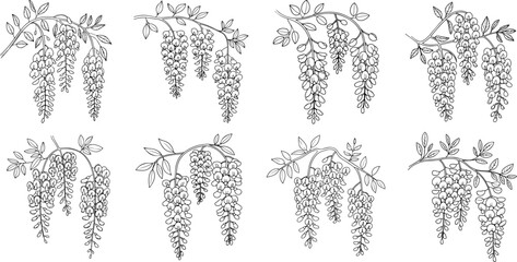 wisteria flower line drawing with leaves and hanging blossoms vector illustration