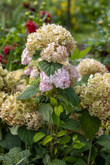 Hydrangea arborescens Candybelle Lollypop (Bubblegum) flowers in garden