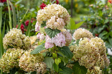 Hydrangea arborescens Candybelle Lollypop (Bubblegum) flowers in garden