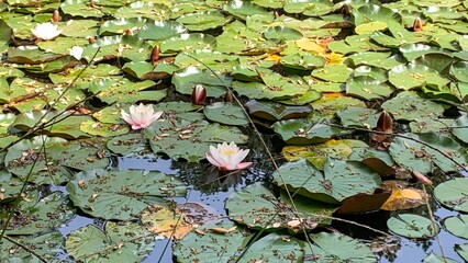 Tranquil lotus blooms serenely in sunlit pond, embodying Zen calm and subtle Hanami spirit amidst...