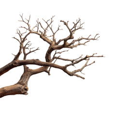 Twisted tree branch isolated on transparent background