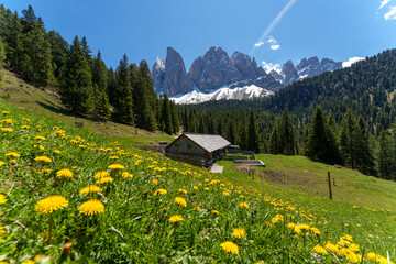 Mountain cabin on green meadow with yellow dandelions and snowy Dolomites peaks in background under blue sky.