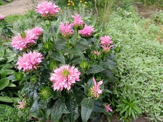 Monarda SUGAR BUZZ 'Pink Frosting' is a charming plant that brings a delicate touch of pink beauty to your garden. This variety of monarda is a unique combination of beautiful flowers and a wonderful 