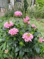 Monarda SUGAR BUZZ 'Pink Frosting' is a charming plant that brings a delicate touch of pink beauty to your garden. 