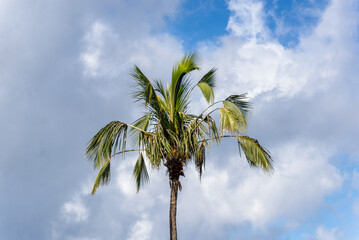 view from the top of a very tall coconut tree against the blue sky with white clouds. Flower....