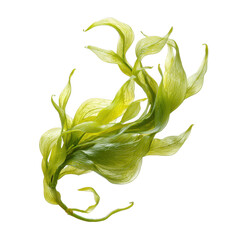 Seaweed cluster isolated on transparent background