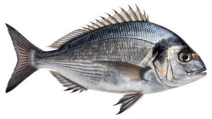 Black seabream  Isolated on white background PNG.AI GENERATED