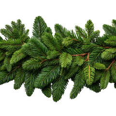 Green pine branches isolated on transparent background