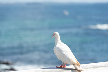 A white pigeon standing on a balustrade on the edge of a beach. In the background an ocean.