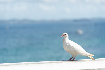 A white pigeon standing on a balustrade on the edge of a beach. In the background an ocean.