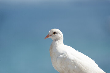 Obraz premium Close-up of a white pigeon standing still. Blurred background against sea and sky. Attentive bird.