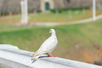 A white pigeon on top of a street balustrade.