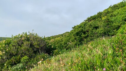 Lush verdant hills under a misty sky, invoking Earth Day, tranquil nature escape, and hidden wildflower tapestry