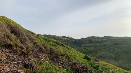 Verdant hillside whispers under a pale sky, embodying the serene hush of Scotlands Beltane or Japans Greenery Day