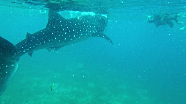 Rare scene of two whale sharks swimming in tandem in tropical waters of Oslob, Cebu Two whale sharks swimming together in Oslob, Cebu, Philippines