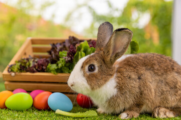 Healthy lovely baby bunny easter rabbit eating food, carrot, grass on green garden nature background. Cute fluffy rabbits with green vegetables, nature life. Symbol of easter day. 