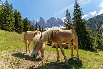 Haflinger horses grazing on a sunny alpine meadow with snowy Dolomites and forest trees in the...