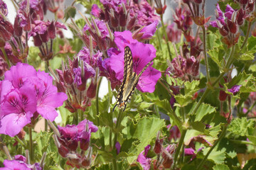 Natura